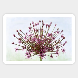 Allium  &#39;Spider&#39;  Ornamental onion Sticker